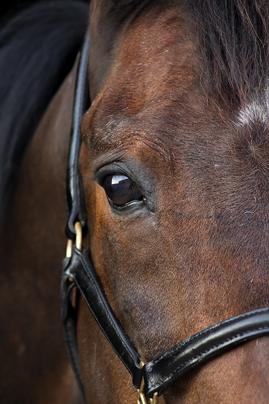 Paardenfotografie | Mirjam Jenkins
